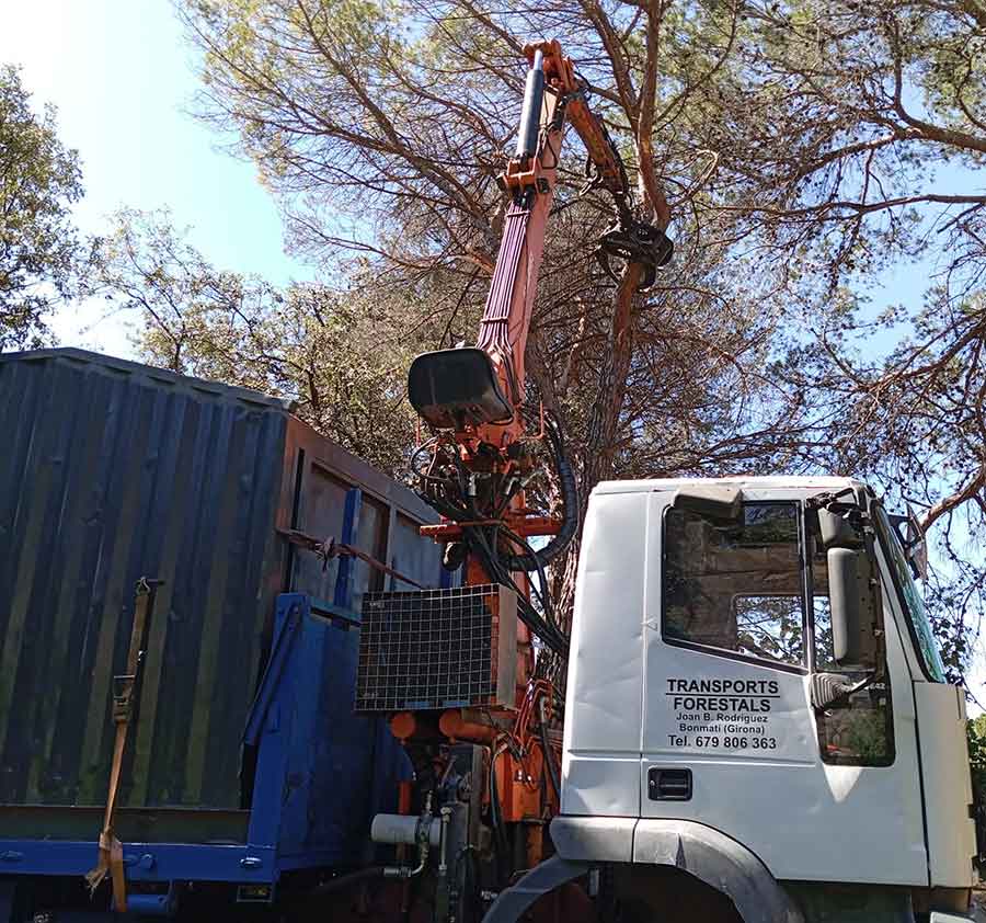 Podas Y Talas Bonmati hombre subido en árbol