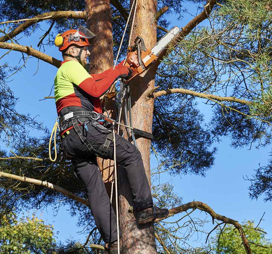 Hombre podando árbol