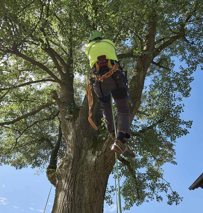 Persona subida en árbol