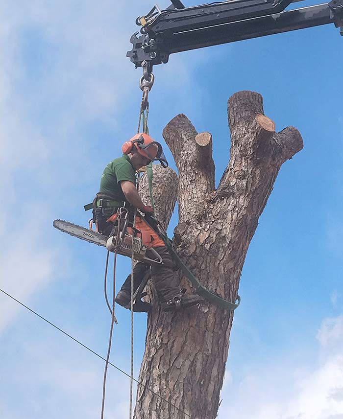 Podas Y Talas Bonmati hombre subido en árbol