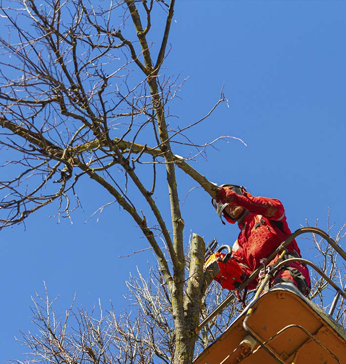 Hombre cortando árbol