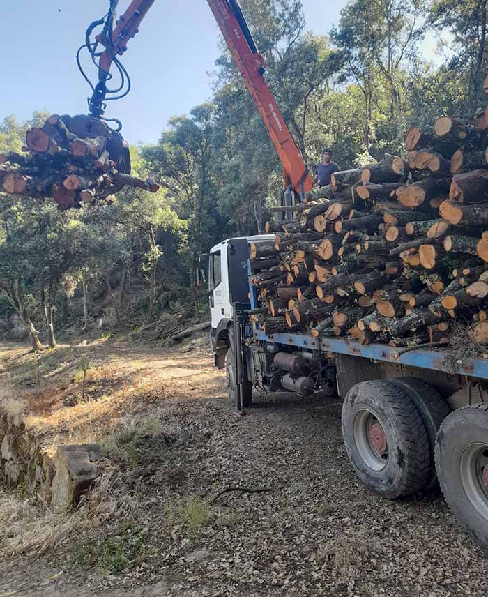 Podas Y Talas Bonmati troncos en grúa